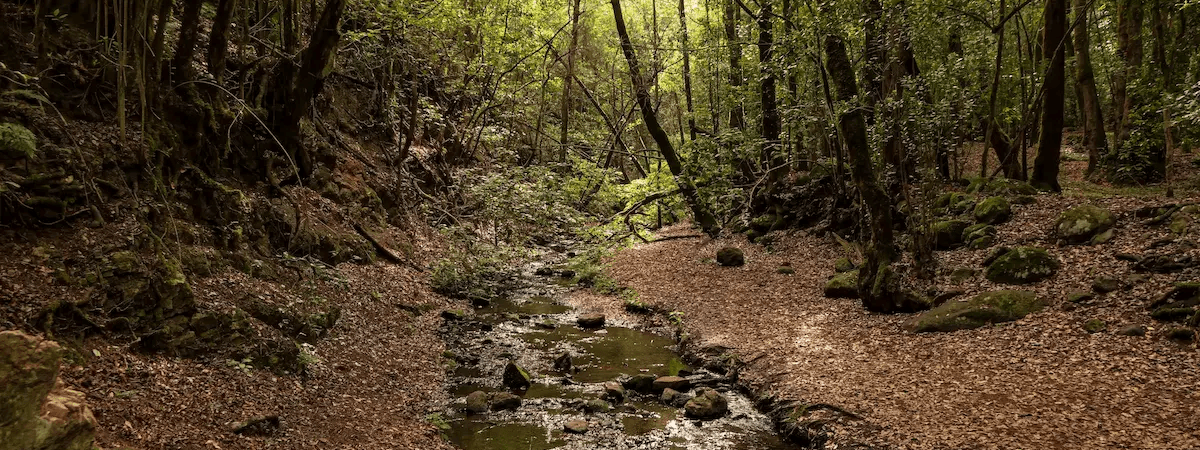 Categoría: La Gomera