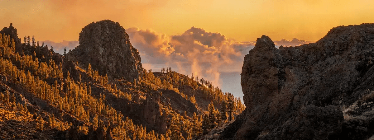 Categoría: La Palma