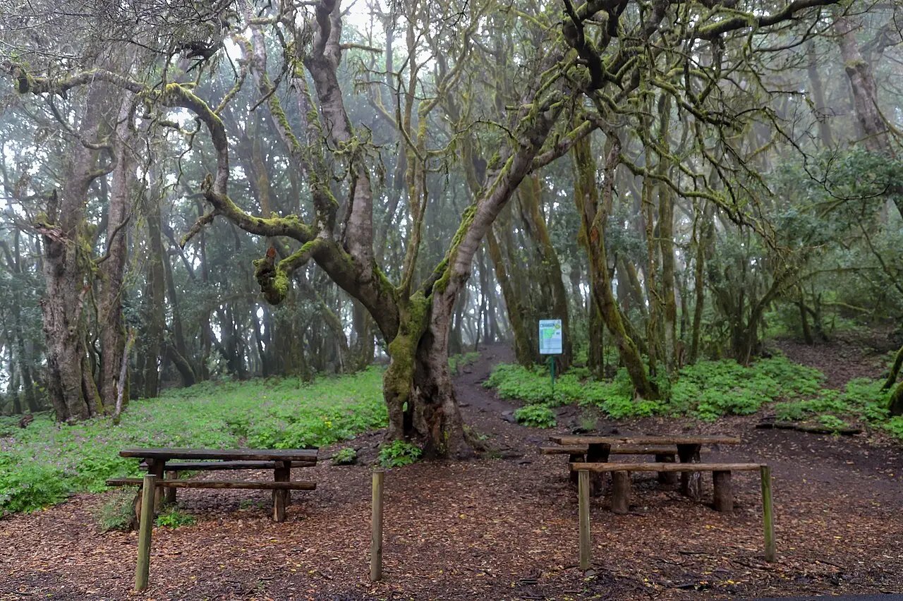 Imagen destacada del artículo: La Gomera: Isla Mágica de Laurisilva, Barrancos y Silbo Gomero