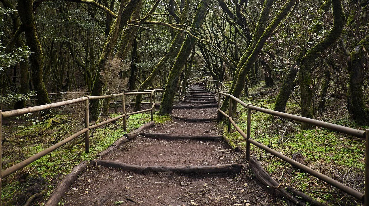 Imagen destacada del artículo: Parque Nacional de Garajonay: Adéntrate en el Corazón Mágico de La Gomera