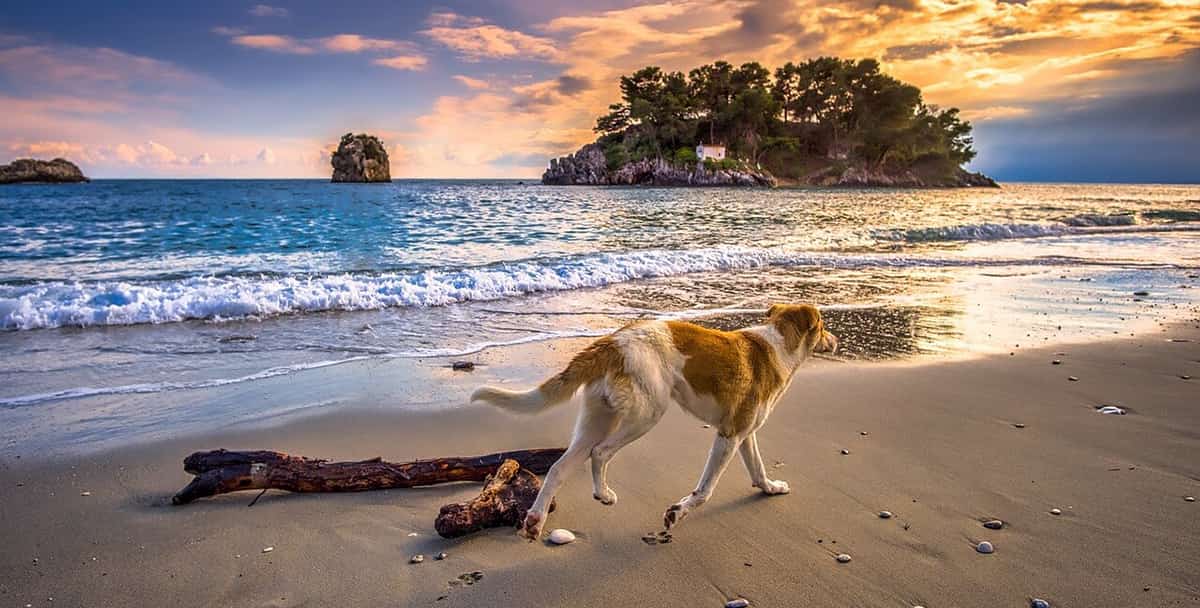 Playas para perros en Gran canaria